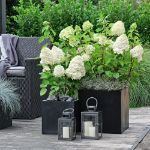 Image de Hydrangea pan. 'Magical Mont Blanc' (PBR)