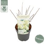 Image de Hydrangea pan. 'Magical Summer' (PBR)