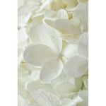 Image de Hydrangea pan. 'Magical Summer' (PBR)