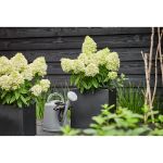 Image de Hydrangea pan. 'Magical Summer' (PBR)