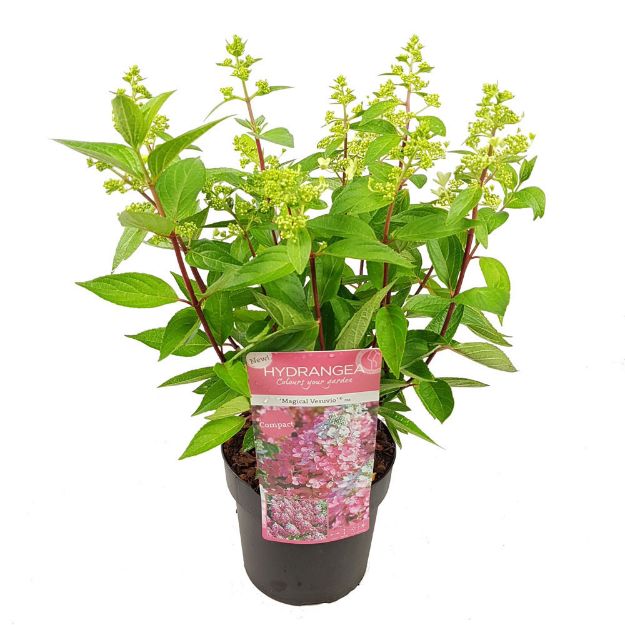 Image de Hydrangea pan. 'Magical Vesuvio' (PBR)