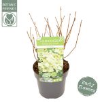 Image de Hydrangea pan. 'Prim White'® (PBR)