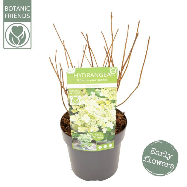 Image de Hydrangea pan. 'Prim White'® (PBR)