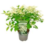 Image de Hydrangea pan. 'Prim White'® (PBR)