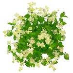 Image de Hydrangea pan. 'Prim White'® (PBR)