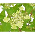 Image de Hydrangea pan. 'Prim White'® (PBR)