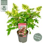 Image de Hydrangea que. 'Ruby Slippers' (PBR)