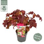 Image de Hydrangea que. 'Ruby Slippers' (PBR)