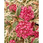 Image de Hydrangea serr. Euphoria® 'pink' (PBR)