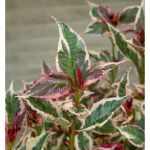 Image de Hydrangea serr. Euphoria® 'pink' (PBR)