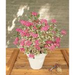 Image de Hydrangea serr. Euphoria® 'pink' (PBR)