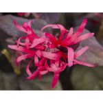 Image de Loropetalum chin. 'Fire Dance'