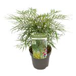 Image de Mahonia eur. 'Soft Caress' (PBR)