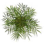 Image de Mahonia eur. 'Soft Caress' (PBR)