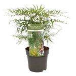 Image de Mahonia eur. 'Soft Caress' (PBR)