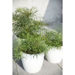 Image de Mahonia eur. 'Soft Caress' (PBR)