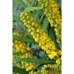 Image de Mahonia eur. 'Soft Caress' (PBR)