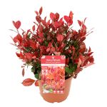 Image de Photinia fras. 'Little Red Robin'