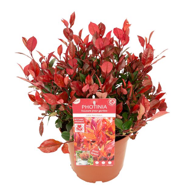 Image de Photinia fras. 'Little Red Robin'