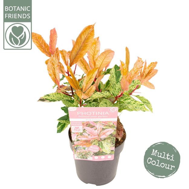 Image de Photinia serr. 'Pink Crispy' (PBR)