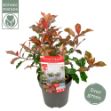 Image de Photinia fras. 'Magical Volcano' (PBR)