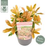 Image de Photinia serr. 'Pink Crispy' (PBR)