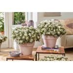 Image de Rhododendron Azalea StarStyle® 'white' (PBR)