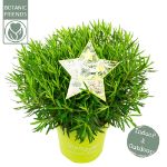 Image de Rhododendron Azalea StarStyle® 'white' (PBR)