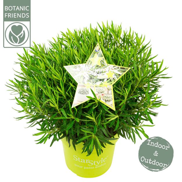 Image de Rhododendron Azalea StarStyle® 'white' (PBR)