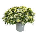 Image de Rhododendron Azalea StarStyle® 'white' (PBR)
