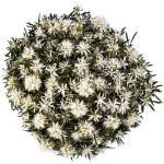Image de Rhododendron Azalea StarStyle® 'white' (PBR)