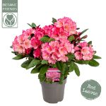 Image de Rhododendron 'Wine & Roses' (PBR)