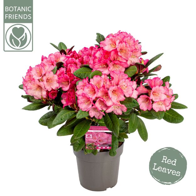 Image de Rhododendron 'Wine & Roses' (PBR)