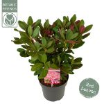 Image de Rhododendron 'Wine & Roses' (PBR)