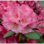 Image de Rhododendron 'Wine & Roses' (PBR)