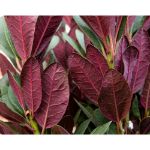 Image de Rhododendron 'Wine & Roses' (PBR)