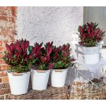 Image de Rhododendron 'Wine & Roses' (PBR)
