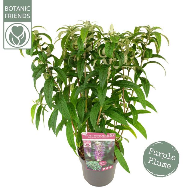 Image de Rostrinucula dependens