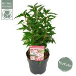 Image de Sarcococca h. 'Winter Gem'®