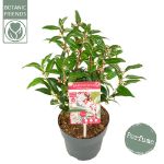Image de Sarcococca h. 'Winter Gem'®