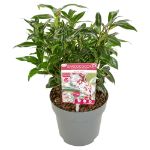 Image de Sarcococca h. 'Winter Gem'®