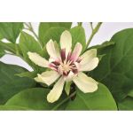 Image de Sinocalycanthus raul. 'Venus' (PBR)