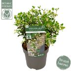 Image de Viburnum 'Fairy Stars'® (PBR)
