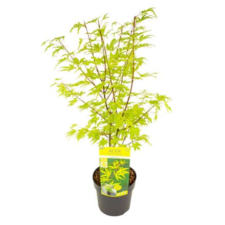 Agrandir l'image de Acer palm. 'Anne Irene' (PBR) Image de Acer palm. 'Anne Irene' (PBR)