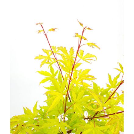 Agrandir l'image de Acer palm. 'Anne Irene' (PBR) Image de Acer palm. 'Anne Irene' (PBR)