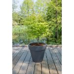 Image de Acer palm. 'Anne Irene' (PBR)