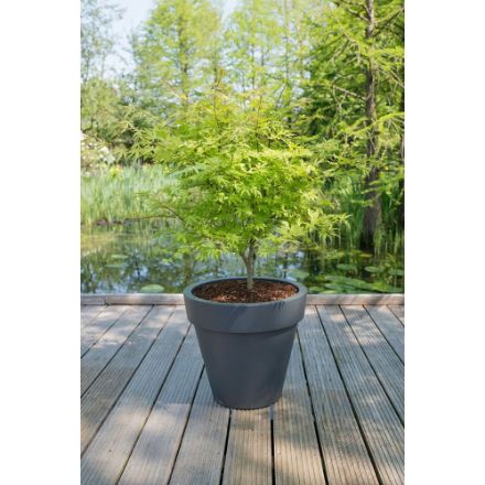 Agrandir l'image de Acer palm. 'Anne Irene' (PBR) Image de Acer palm. 'Anne Irene' (PBR)