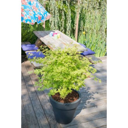 Agrandir l'image de Acer palm. 'Anne Irene' (PBR) Image de Acer palm. 'Anne Irene' (PBR)