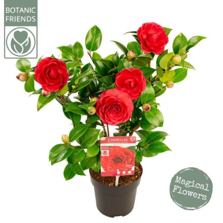 Agrandir l'image de Camellia jap. 'Black Lace' Image de Camellia jap. 'Black Lace'