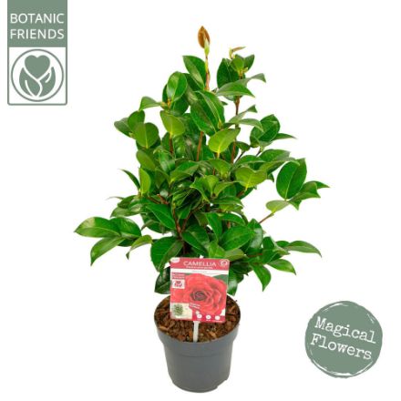 Agrandir l'image de Camellia jap. 'Black Lace' Image de Camellia jap. 'Black Lace'